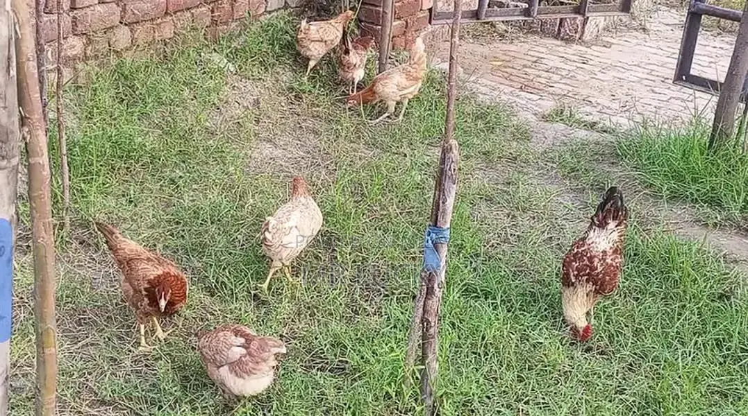 Fresh Farm Desi Chicken Breed - Healthy Laying Hens and Rooster Set