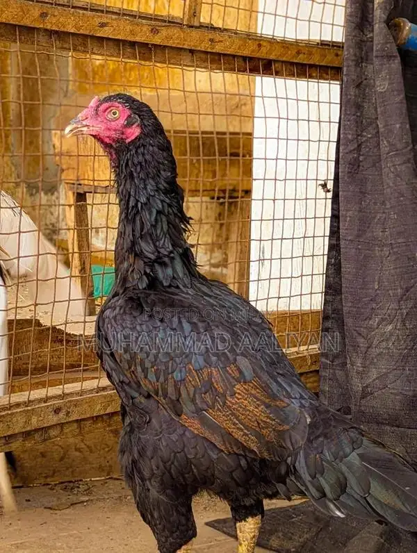 High-Quality Aseel Murghi Chicken - Premium Double Body Breed