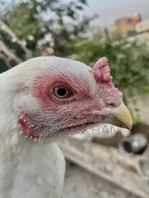 Heera Aseel Female Chicken - Quality Breeding Hen