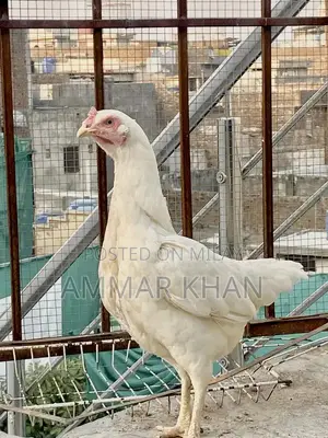 Heera Aseel Female Chicken - Quality Breeding Hen