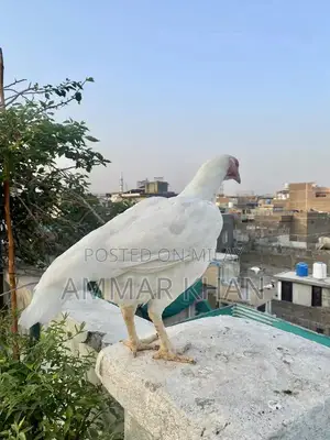 Heera Aseel Female Chicken - Quality Breeding Hen