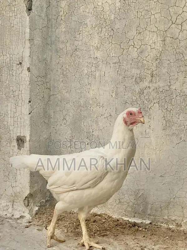 Heera Aseel Female Chicken - Quality Breeding Hen