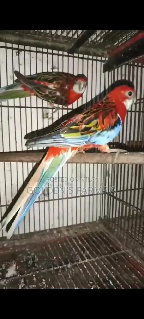 Red Rosella Breeding Pair of Birds