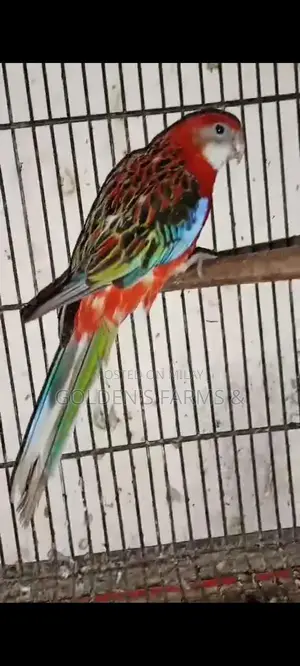 Red Rosella Breeding Pair of Birds