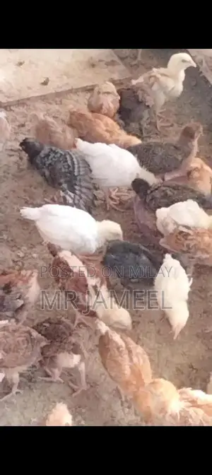 Golden Misri Chicks - 45-Day-Old Healthy Poultry Birds