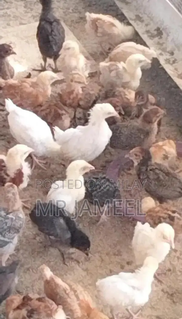 Golden Misri Chicks - 45-Day-Old Healthy Poultry Birds