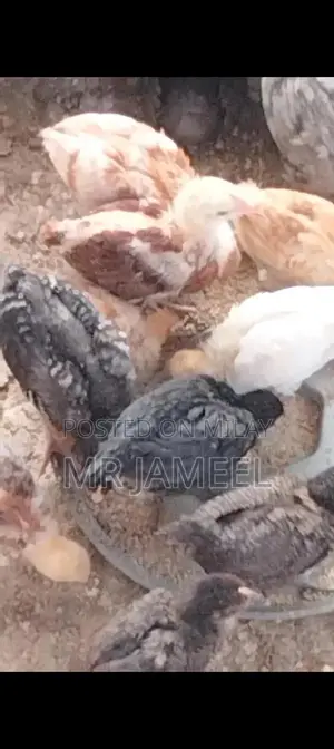 Golden Misri Chicks - 45-Day-Old Healthy Poultry Birds