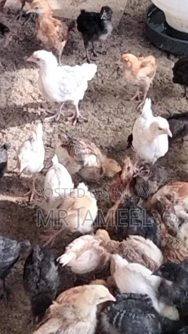 Golden Misri Chicks - 45-Day-Old Healthy Poultry Birds