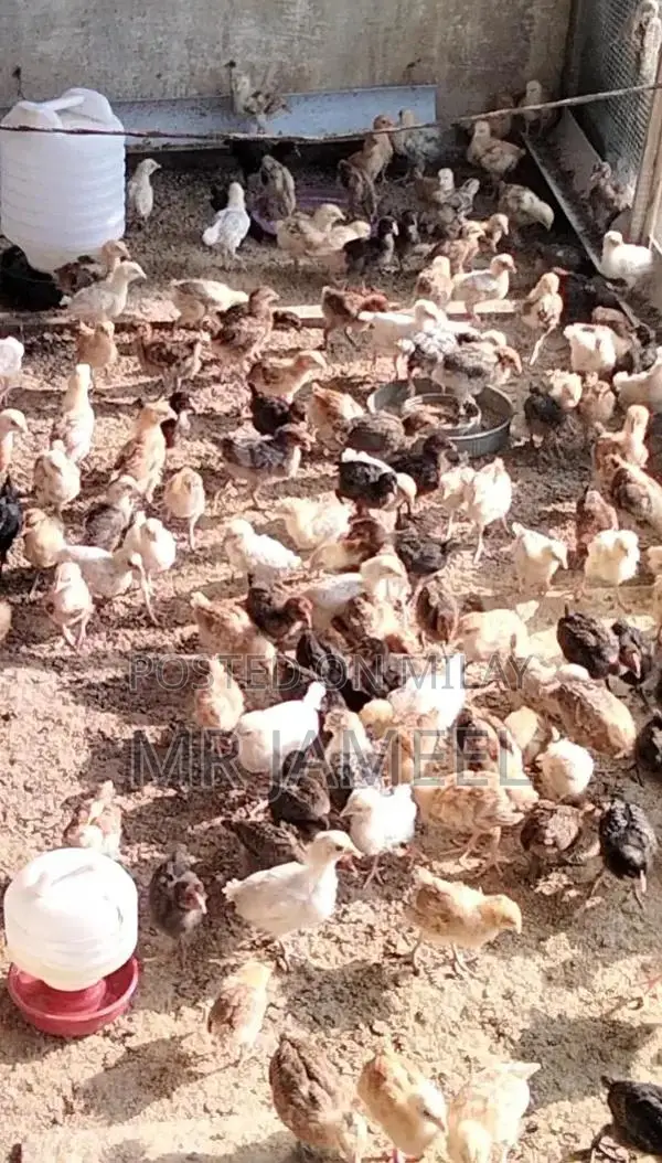 Golden Misri Chicks - 45-Day-Old Healthy Poultry Birds