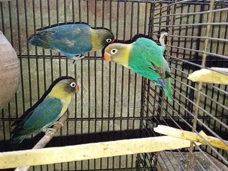 Java and Parblue Split Ino Breeding Bird Pairs