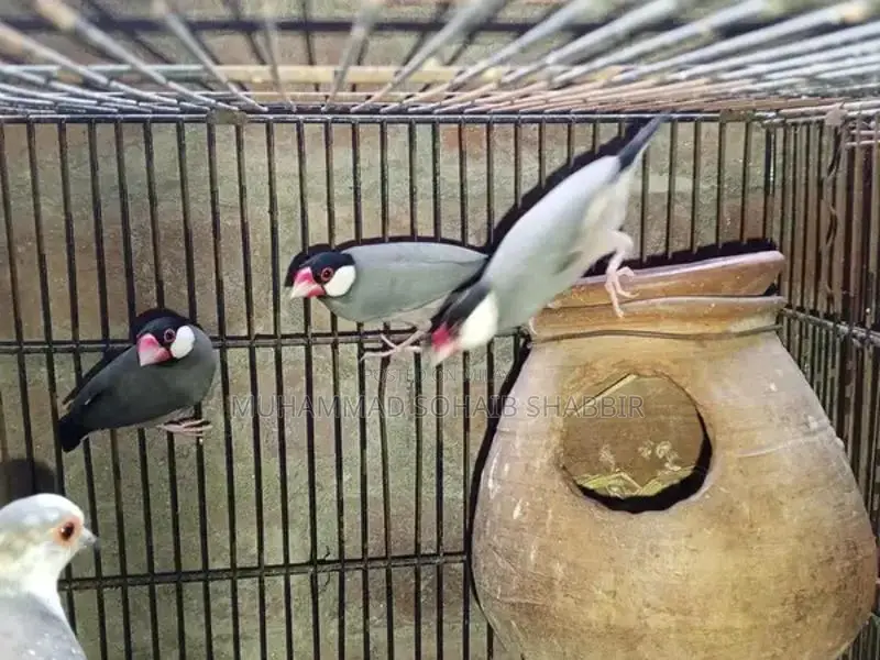Java and Parblue Split Ino Breeding Bird Pairs