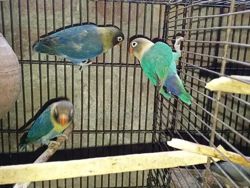 Java and Parblue Split Ino Breeding Bird Pairs