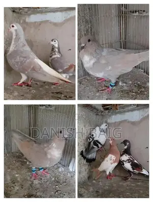 Exotic Rat Varieties - Sherazi, Kabra, Khal Collection