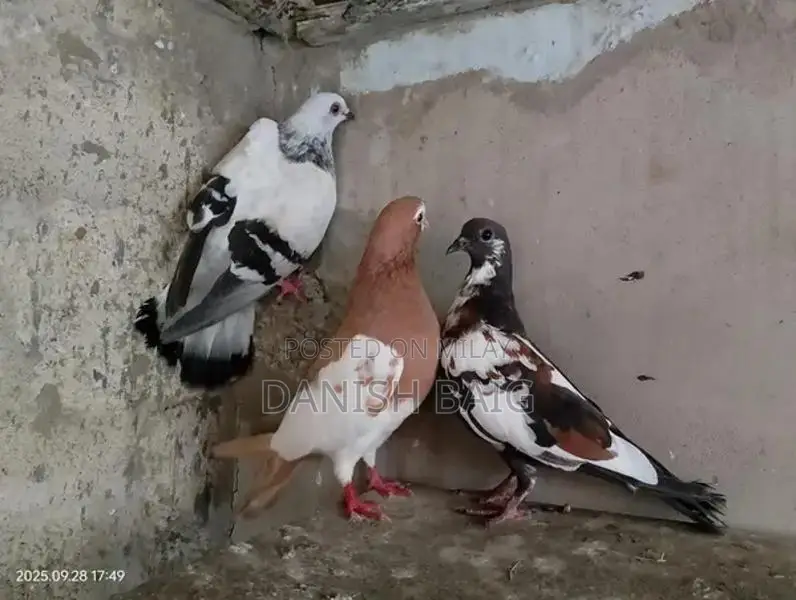 Exotic Rat Varieties - Sherazi, Kabra, Khal Collection