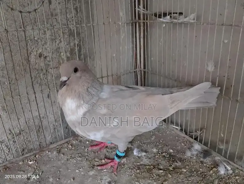 Exotic Rat Varieties - Sherazi, Kabra, Khal Collection