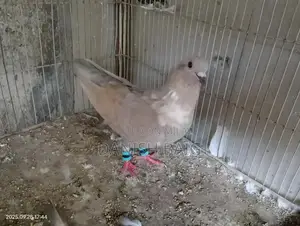 Exotic Rat Varieties - Sherazi, Kabra, Khal Collection