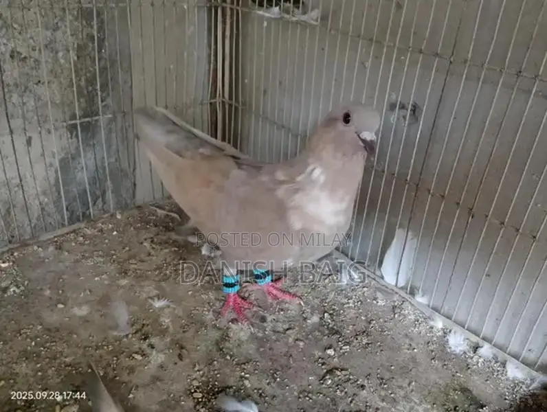 Exotic Rat Varieties - Sherazi, Kabra, Khal Collection