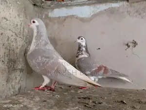 Exotic Rat Varieties - Sherazi, Kabra, Khal Collection