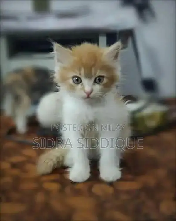 Young Playful Kitten - Loving Home Companion