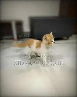 Young Playful Kitten - Loving Home Companion