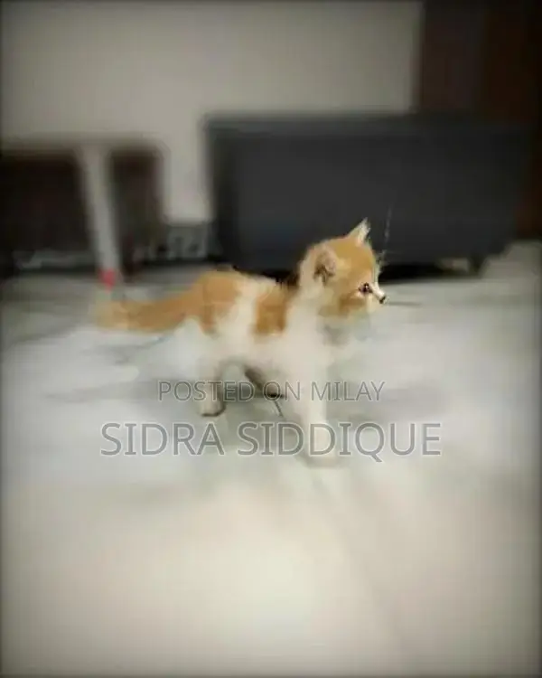 Young Playful Kitten - Loving Home Companion