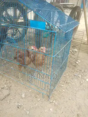 Young Misri Chicks: 4-Month-Old Poultry Breed for Farm or Backyard Rai