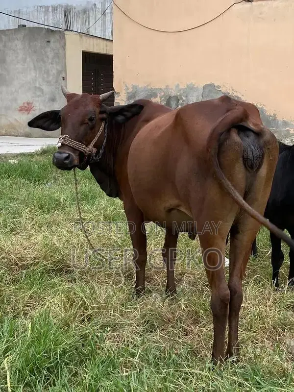 Healthy Sahiwal-Jersey Mix Dairy Cow, 8 Months Old