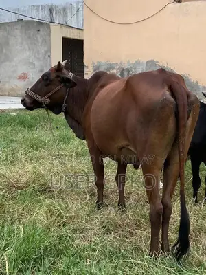 Healthy Sahiwal-Jersey Mix Dairy Cow, 8 Months Old