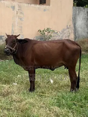 Healthy Sahiwal-Jersey Mix Dairy Cow, 8 Months Old