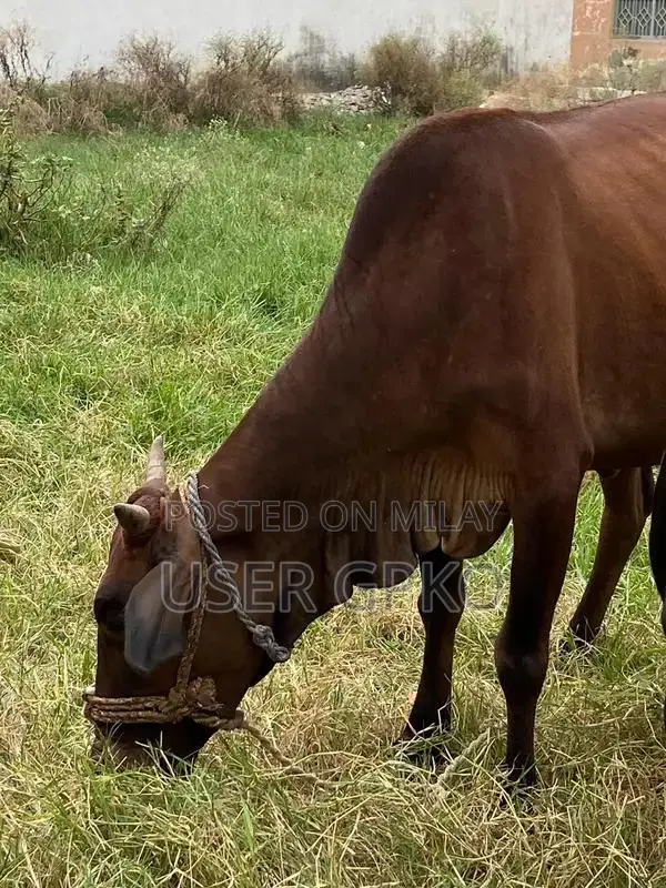 Healthy Sahiwal-Jersey Mix Dairy Cow, 8 Months Old