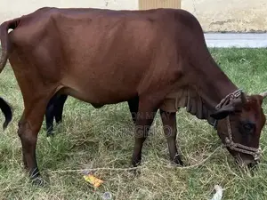 Healthy Sahiwal-Jersey Mix Dairy Cow, 8 Months Old