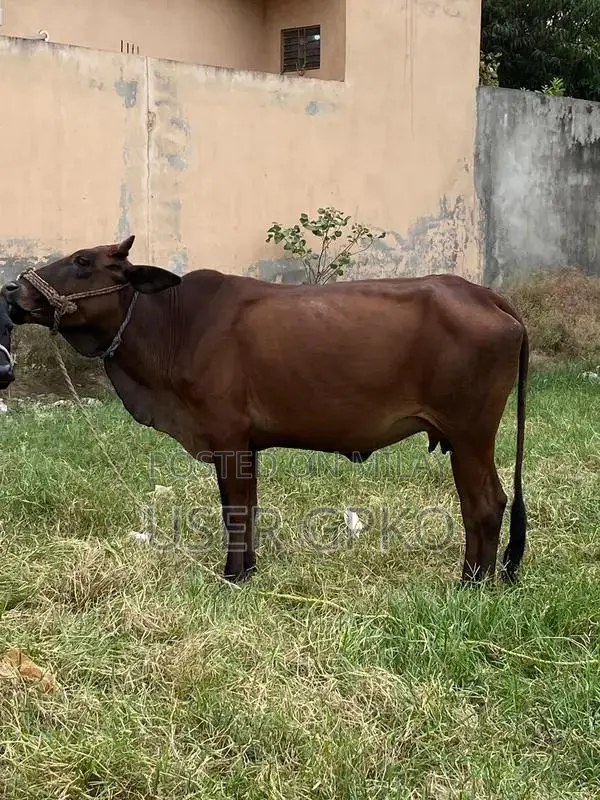 Healthy Sahiwal-Jersey Mix Dairy Cow, 8 Months Old