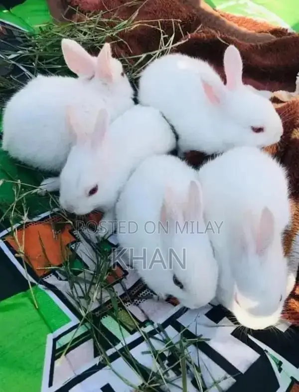 Pure White New Zealand Baby Rabbit with Red Eyes