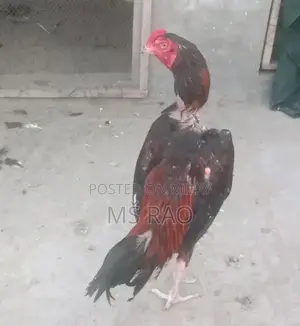 Premium Cross-Breed Mainwali Band Gaddi Aseel Patha - High-Quality Bre