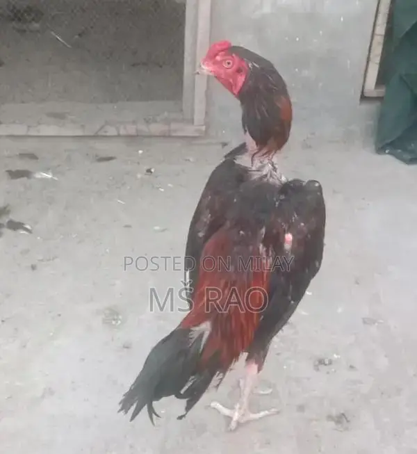 Premium Cross-Breed Mainwali Band Gaddi Aseel Patha - High-Quality Bre