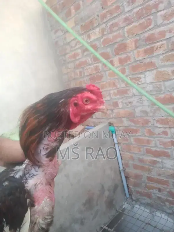 Premium Cross-Breed Mainwali Band Gaddi Aseel Patha - High-Quality Bre