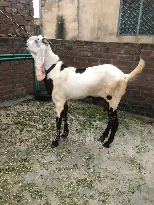 Natural Male Wellness Supplement for Vitality and Performance