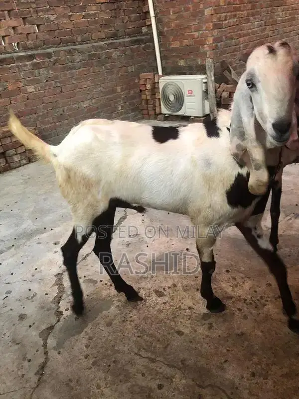 Natural Male Wellness Supplement for Vitality and Performance