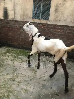 Natural Male Wellness Supplement for Vitality and Performance