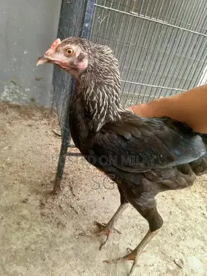 Aseel Madi Traditional Headwear Accessory for Sale