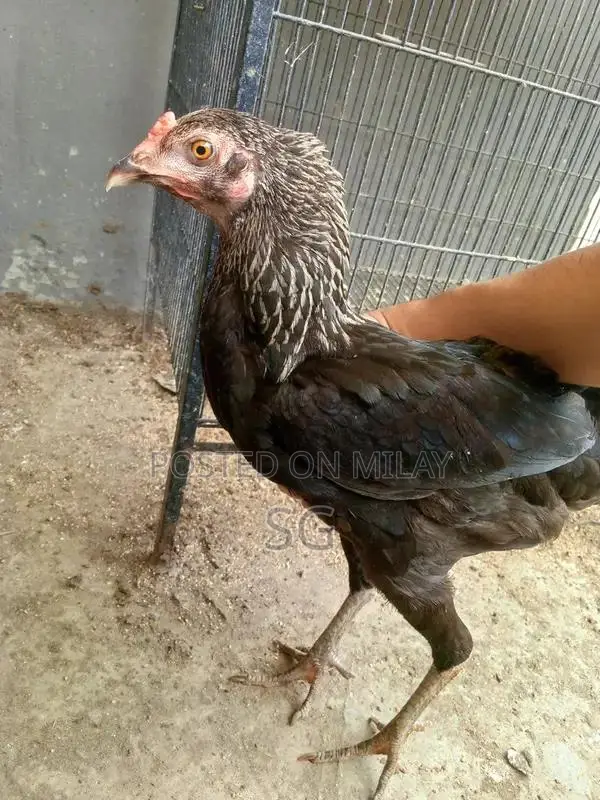 Aseel Madi Traditional Headwear Accessory for Sale