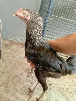 Aseel Madi Traditional Headwear Accessory for Sale