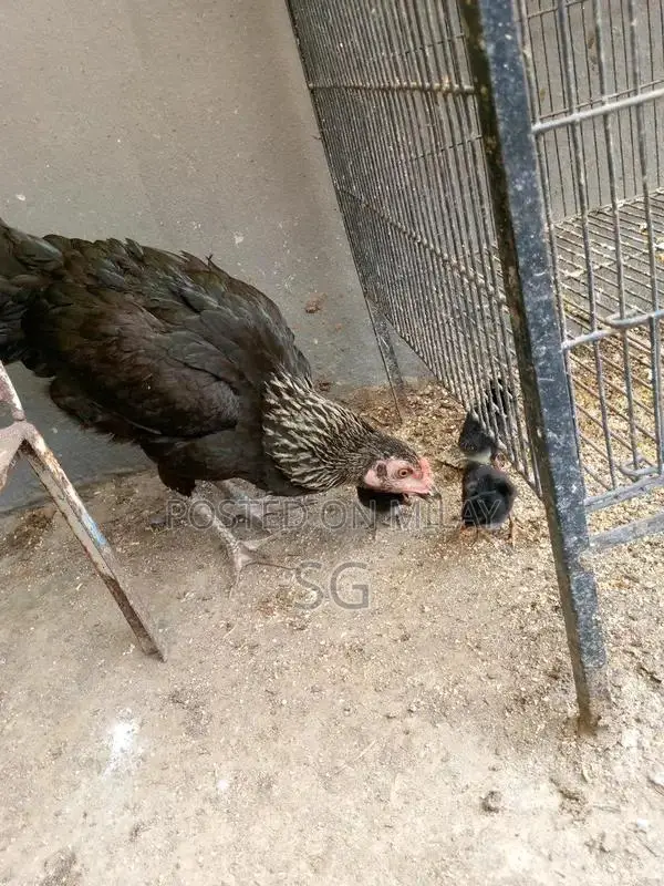 Aseel Madi Traditional Headwear Accessory for Sale