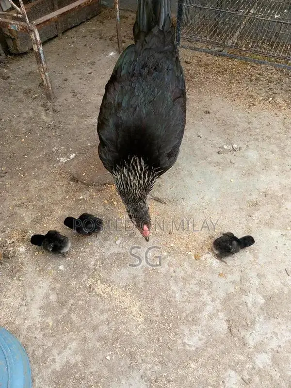 Aseel Madi Traditional Headwear Accessory for Sale