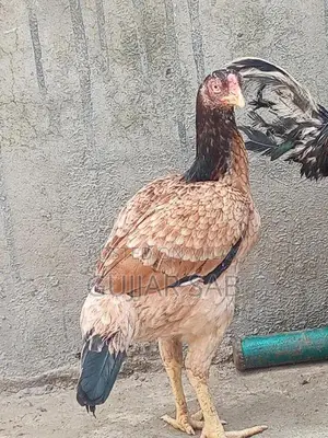 Photo - Premium Old Blood Line Madi Cattle Breeding Stock