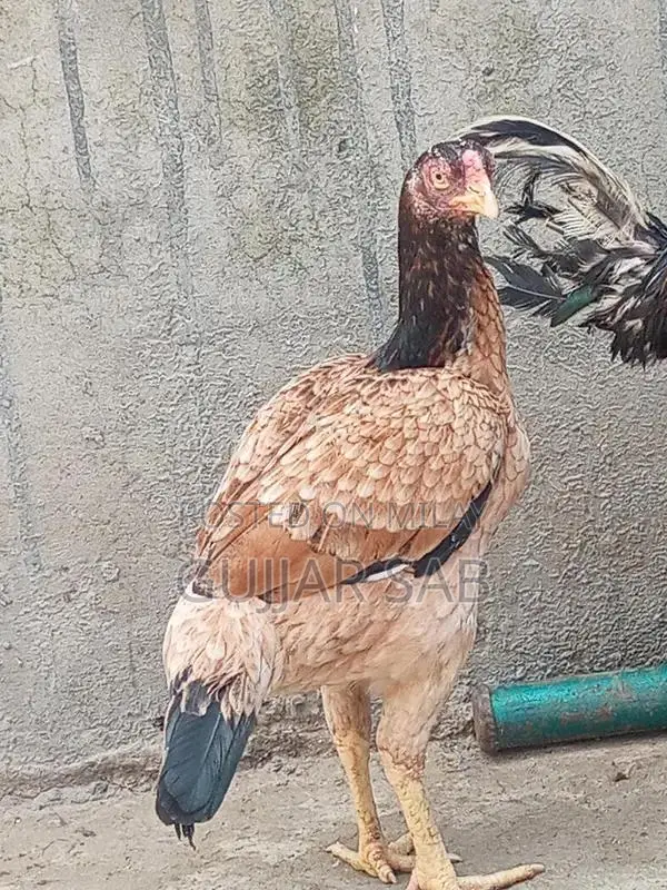 Premium Old Blood Line Madi Cattle Breeding Stock