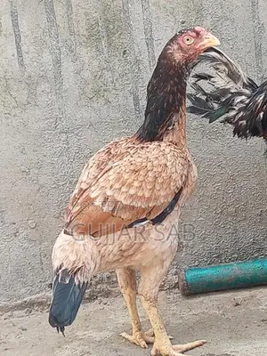 Premium Old Blood Line Madi Cattle Breeding Stock