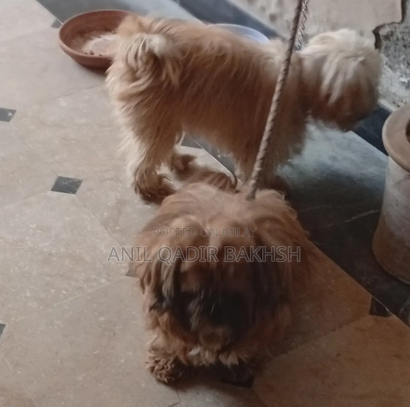 0-1 month Male Purebred Shih Tzu