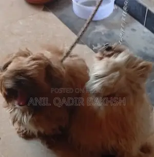 0-1 month Male Purebred Shih Tzu