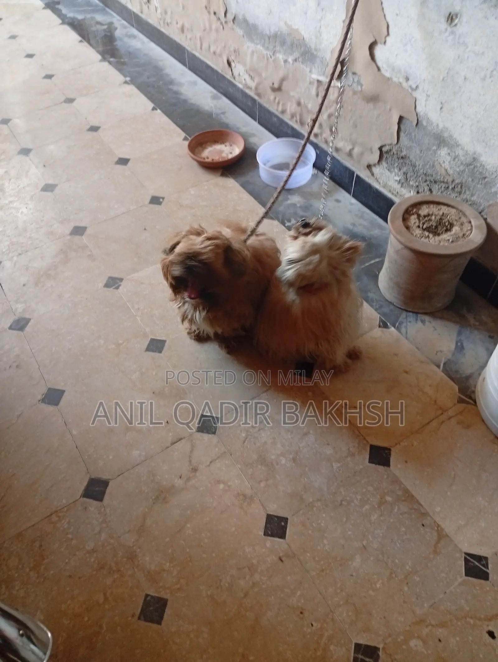 0-1 month Male Purebred Shih Tzu